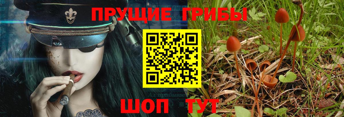 Ипатово  Галлюциногенные грибы Cubensis  Вход с VPN 